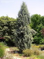 سرو سیمین